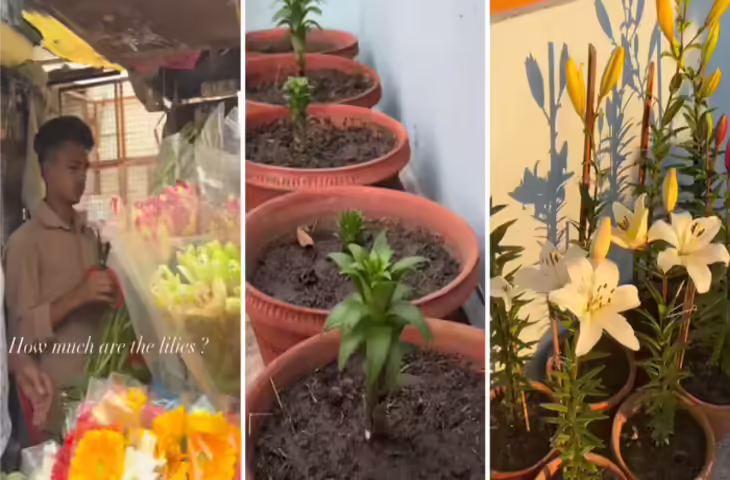 ₹100 में दे रहा था लिली फूल की 1 स्टिक, पैसे कम करने को कहा तो बोला- खुद उगा लो, सिमरन ने गमले में खिला दिए