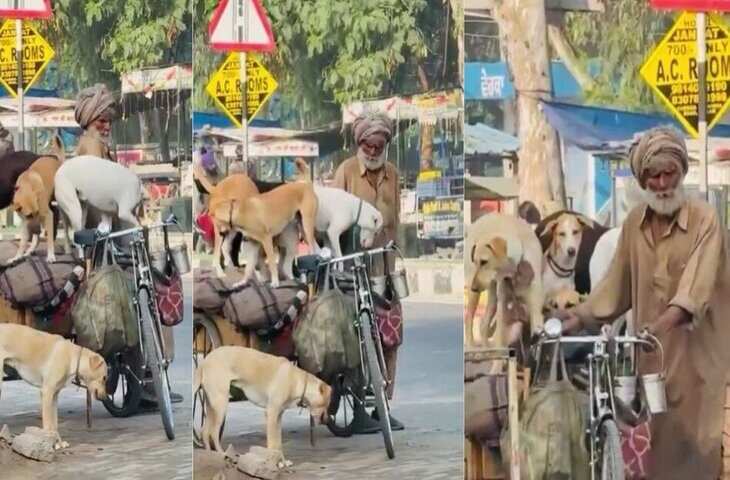 5 बेघर कुत्तों को ठेले पर बैठाकर घूमाता दिखा बुजुर्ग, VIDEO देख लोग बोले- &lsquo;यही असली इंसानियत है&rsquo;