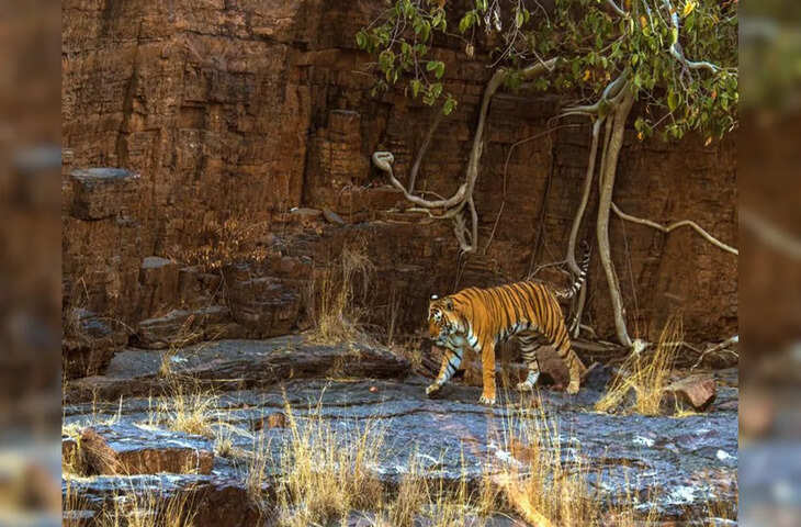 रणथंभौर में कहीं फिर ना दौहराया जाए इतिहास!&nbsp;त्रिनेत्र गणेश मार्ग में सांभर के शिकार से फिर फैली दहशत&nbsp;