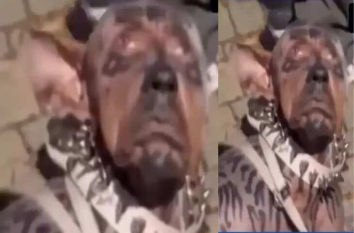 कुत्ता बनने के लिए युवक ने खर्च किए 220 करोड़? Dog Surgery का VIDEO देख उड़ जाएंगे होश