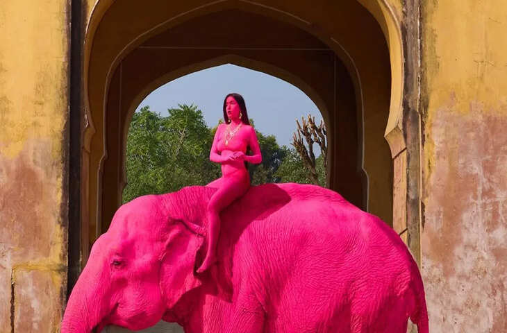 जयपुर में हाथी फोटोशूट विवाद, गुलाबी रंग में पेंट किए गए हाथी की मौत के बाद बढ़ा मामला