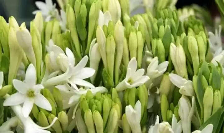 vastu tips for rajnigandha plant keep tuberose in the house for wealth and prosperity&nbsp;