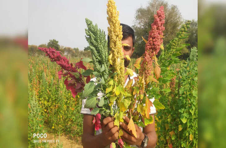 मंडी में फसल नहीं बिकी तो किसान ने बदली राह, अब 15 देशों तक पहुंचा किनोवा कारोबार