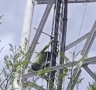 भीलवाड़ा के आसींद में टावर पर चढ़े युवक को मधुमक्खियों ने उतारा, मिनटों में निकाल के रख दी वीरू गिरी