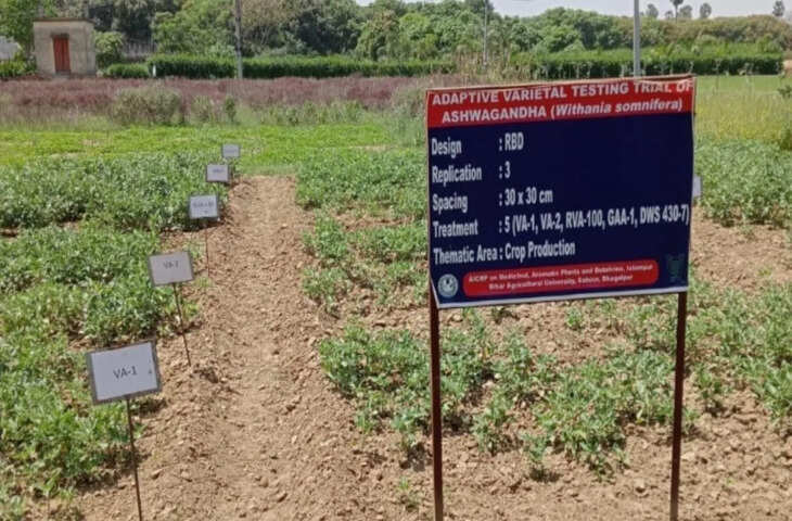 पान अनुसंधान केंद्र में अश्वगंधा की खेती का सफल प्रदर्शन, किसानों को मिलेगा अधिक मुनाफा