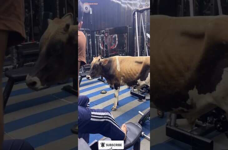 Viral Cow Video: इंसानों के जिम में अचानक पहुंची गाय, नजारा देख यूजर्स बोले- 'ये भी वर्कआउट करने आई है'