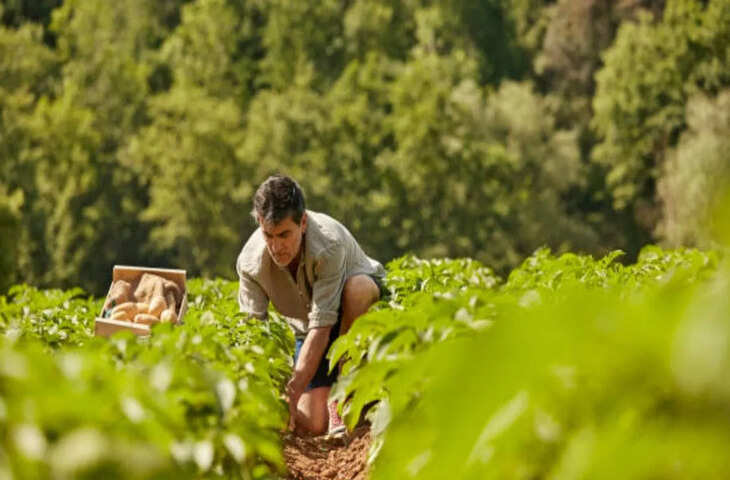 ब्रिटेन के किसान की 45 साल पुरानी खेती पर संकट: 600 टन आलू की फसल फिर भी नहीं मिला खरीदार