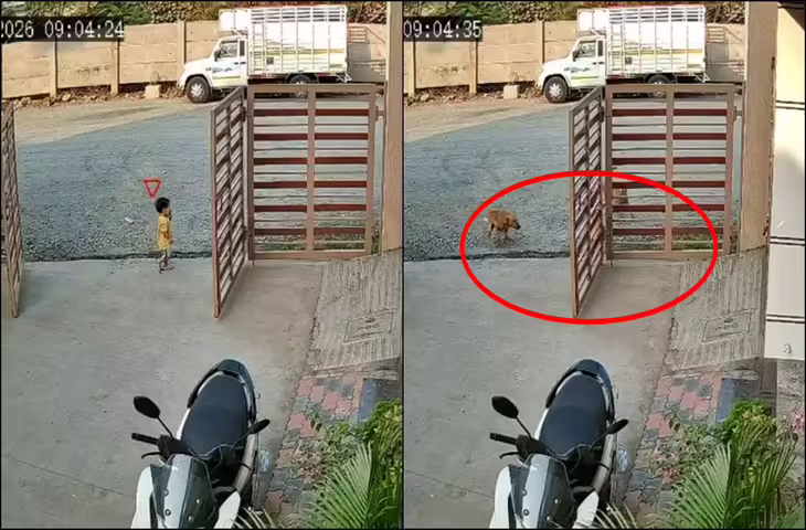 सूरत में भयावह घटना: आवारा कुत्तों ने 2 साल की बच्ची पर किया हमला, CCTV वीडियो में दिखा खौफनाक पल
