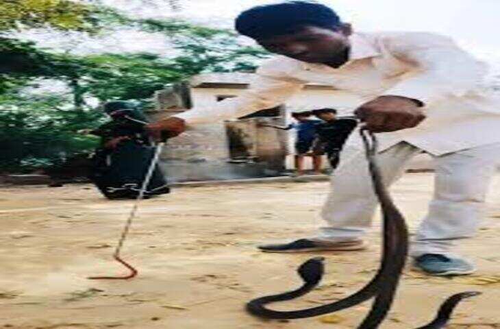 एक साथ दो जहरीले सांपों को पकड़ना नहीं था आसान, रेस्क्यू का वीडियो देख दंग रह जाएंगे लोग