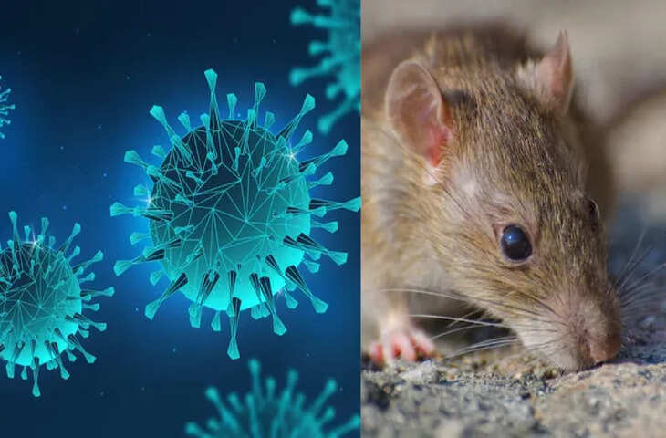 WHO Hantavirus Alert: क्या कोरोना से भी ज्यादा खतरनाक है हंता वायरस? जानें कैसे फैलता है संक्रमण और क्या हैं लक्षण