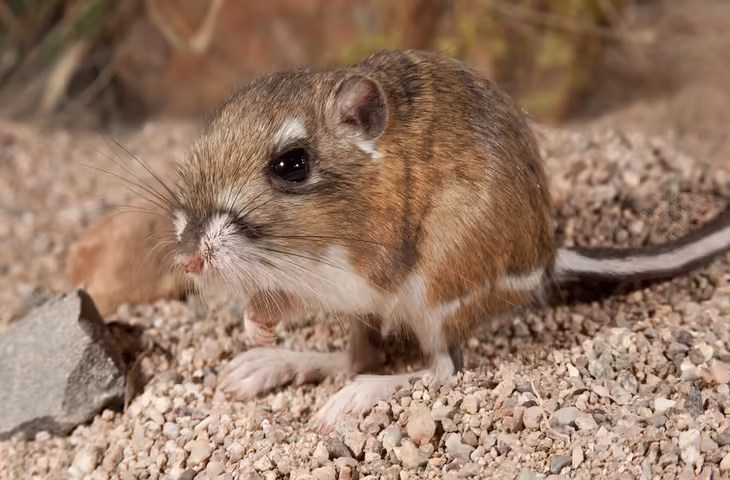 घर में चूहों की मौजूदगी कहीं Hantavirus का खतरा तो नहीं? इन संकेतों को नजरअंदाज करना पड़ सकता है भारी