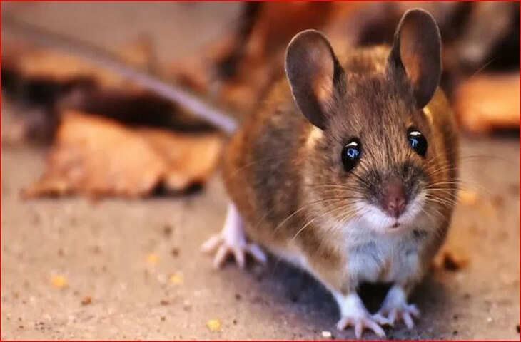 गुजरात में CAG रिपोर्ट से हड़कंप, पुलिस कस्टडी में रखा हजारों किलो नशीला पदार्थ &lsquo;गायब&rsquo; होने का दावा