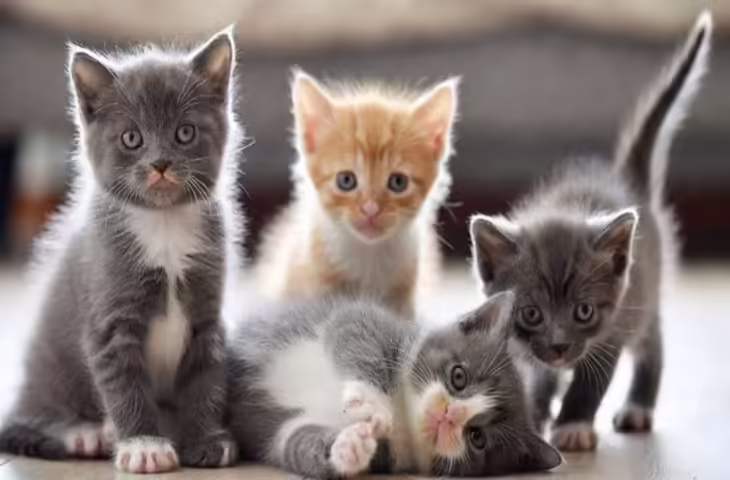 बिल्ले ने कर दिया कांड पड़ोस की बिल्ली को बनाया मां, पुलिस तक पहुंच गया मामला, वीडियो वायरल