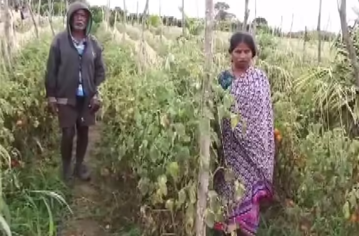 राजनांदगांव के किसान बन रहे आत्मनिर्भर, टमाटर की खेती से हो रही लाखों की कमाई