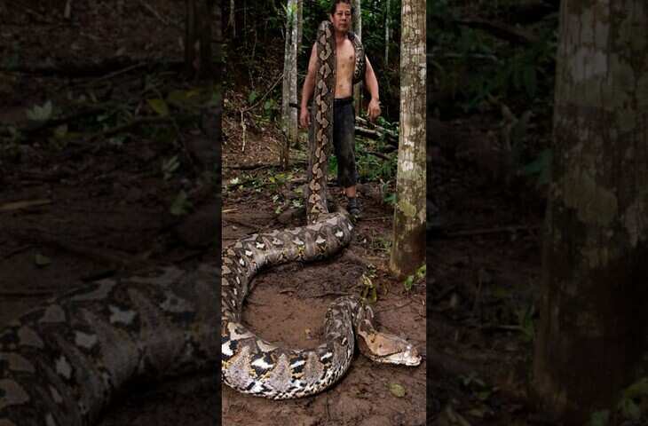 दुनिया का सबसे विशाल अजगर का वीडियो वायरल, देखकर लोग बोले - 'ये तो एनाकोंडा को भी निगल जाएगा'