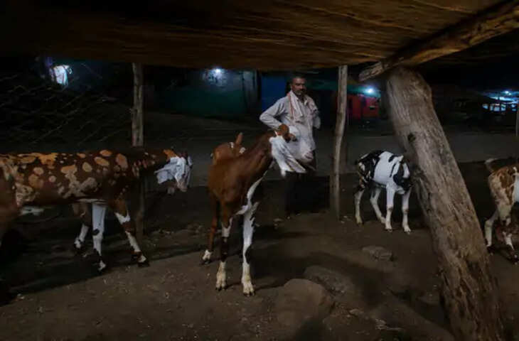 सिवनी में अंतर-जिला पशु चोर गिरोह का पर्दाफाश: 13 बकरे चोरी कर बेच दिया मांस, तीन आरोपी गिरफ्तार