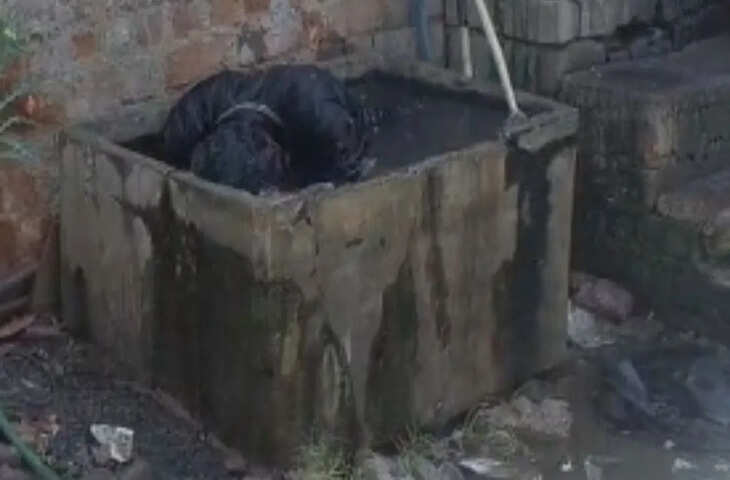 बैतूल में मधुमक्खियों का हमला, युवक ने पानी में कूदकर बचाई जान