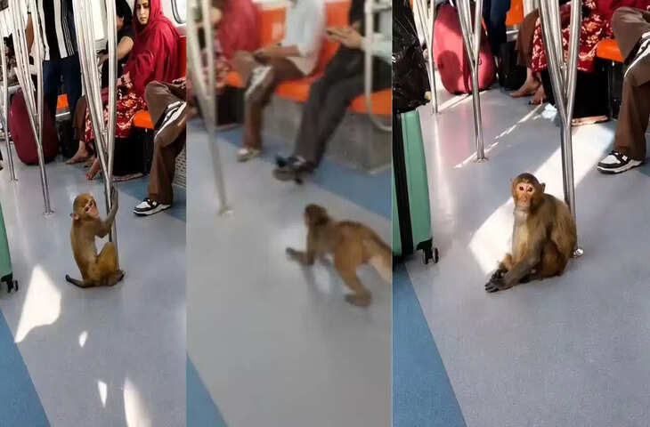 मेट्रो में घुसा बंदर, लड़की की गोद में जाकर बैठा; VIDEO देख लोग बोले- 'ये तो VIP पैसेंजर निकला'