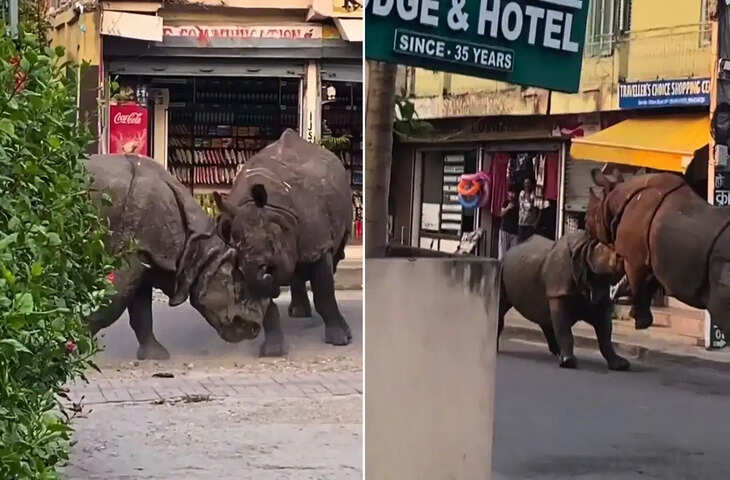 नेपाल में बीच सड़क गैंडों की &lsquo;कुश्ती&rsquo; का वीडियो वायरल, सौराहा की घटना ने मचाया तहलका