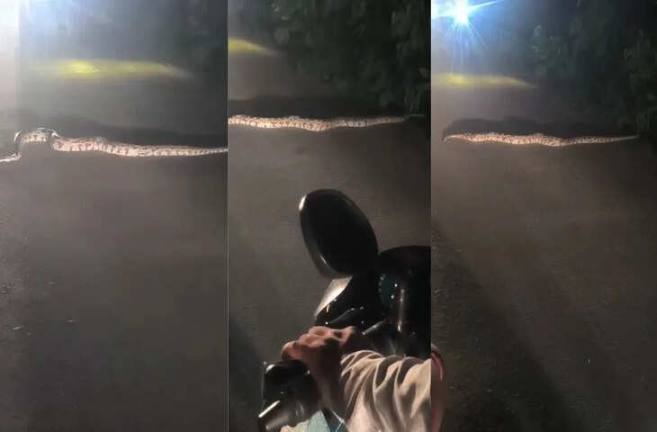 सड़क पार करता दिखा 10 फीट का विशालकाय अजगर, दोनों तरफ थम गए लोग; सामने आया VIDEO