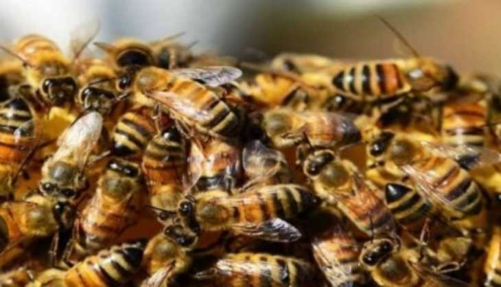 मधुमक्खियों के हमले में UP में एक शख्स की मौत, पांच घायल