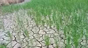Raipur 15 दिन से नहीं हुई बारिश सूखने लगे खेत