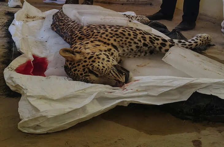 बीकानेर के रेतीले बज्जू में फिर दिखा तेंदुआ, वन विभाग के सामने खड़े हुए नए सवाल