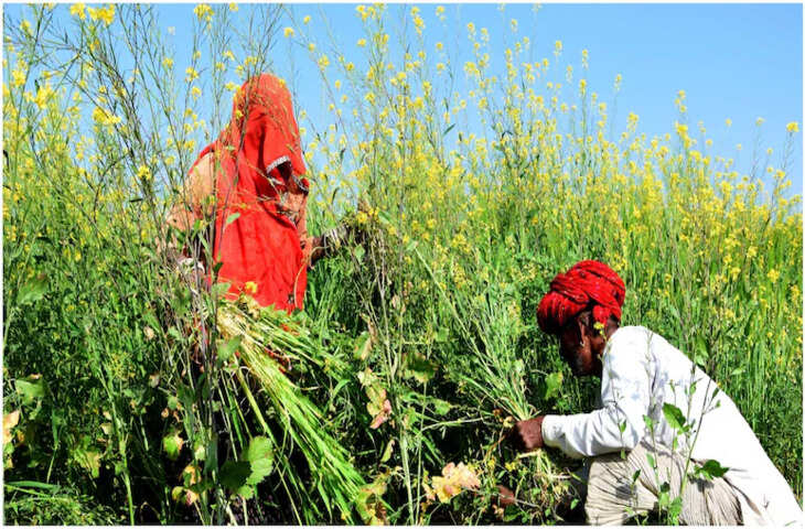 दौसा और करौली के 87,801 किसानों को बड़ी राहत, दिन में मिलेगी बिजली आपूर्ति