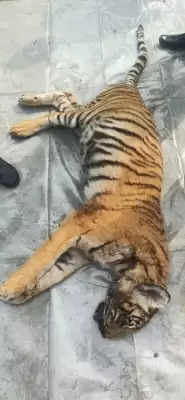Uttar Pradesh के वन क्षेत्र में बाघ का शावक मृत पाया गया