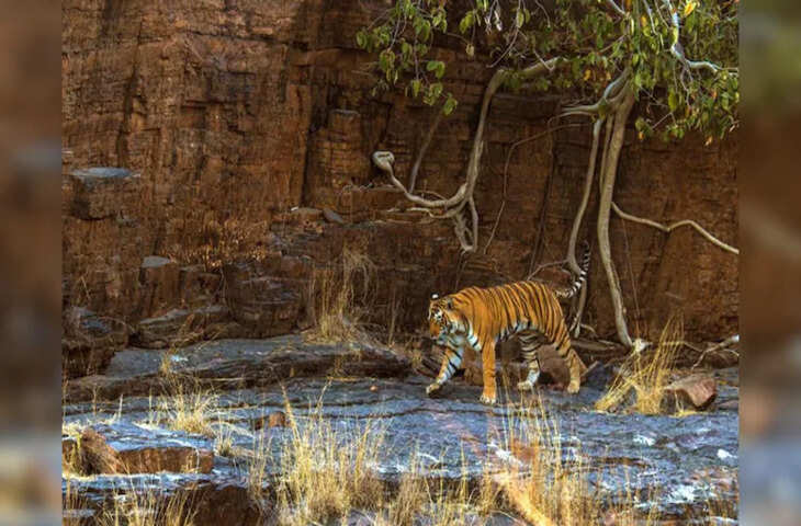 रणथंभौर में 38 साल में बाघों ने छीनी 20 जिंदगियां, एक हफ्ते के लिए त्रिनेत्र गणेश मंदिर का रास्ता बंद&nbsp;