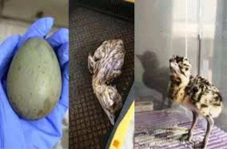 जैसलमेर में एआई तकनीक से पैदा हुआ तीसरा गोडावण, सीसीटीवी फुटेज में कैद हुआ अठखेलियों का नजारा 