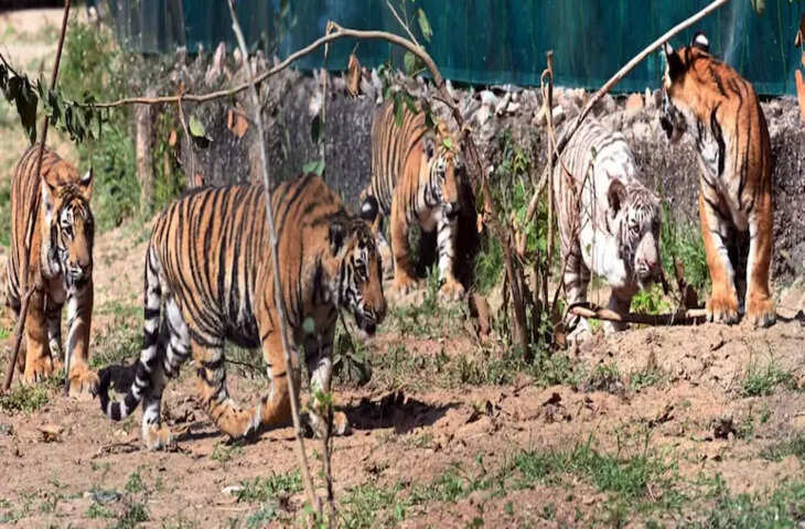 नाहरगढ़ बायोलॉजिकल पार्क में बाघिन &lsquo;रानी&rsquo; के 5 शावकों का पहला जन्मदिन, सफेद बाघ &lsquo;विजय&rsquo; बना आकर्षण