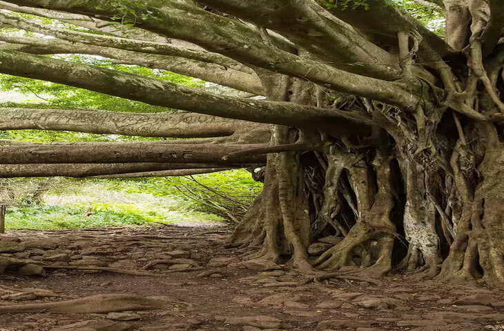 आपको जानकर हैरानी होगी कि इस पेड़ का क्षेत्रफल एक क्रिकेट ग्राउंड से भी ज्यादा है।<