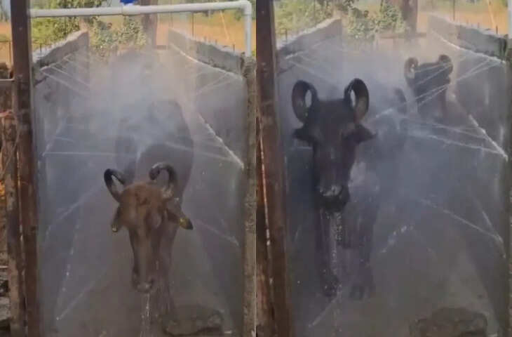 Viral Update: चारा खाने से पहले नहाना जरूरी! भैंसों के बाथरूम का वीडियो देख&nbsp;नहीं रुकेगी हंसी&nbsp;