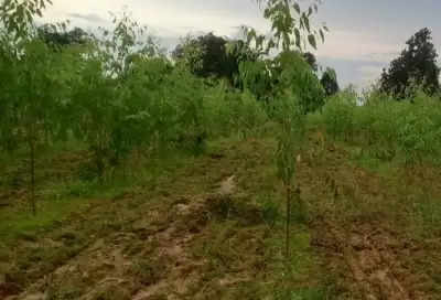 Chhattisgarh में हरियाली बढ़ाने की कवायद, 83 लाख पौधे लगाए गए