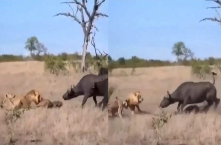 शेरों के सामने भैंस की हिम्मत ने किया सबको हैरान! एक झटके में याद दिला दी नानी, देखे वीडियो&nbsp;