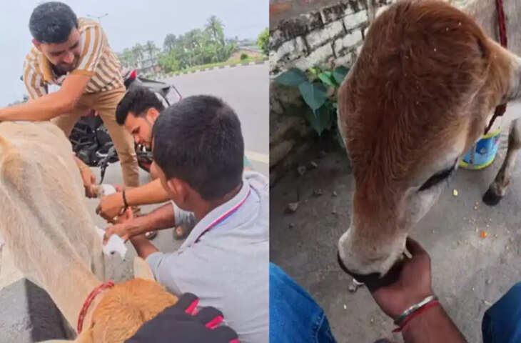 मुश्किल में दिखा बेजुबान तो नहीं रुके लोग, सड़क पर पड़े बछड़े की मदद के लिए सभी आए आगे, वीडियो वायरल&nbsp;