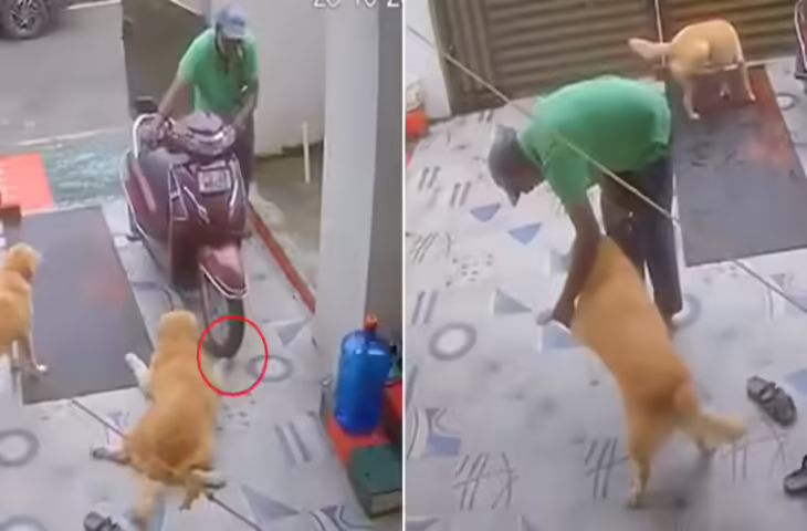 कुत्ते के लिए Oscar मांग रही है इंटरनेट की जनता, वायरल वीडियो देख आप भी कहेंगे- एक्टिंग में इसका मुकाबला नहीं