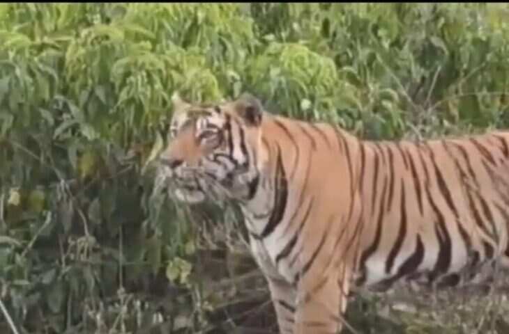 वीडियो मेंं देखें सरिस्का में विदेशी पर्यटकों ने देखा शक्तिशाली टाइगर ST 25, लगाई ऐसी खतरनाक छलांग