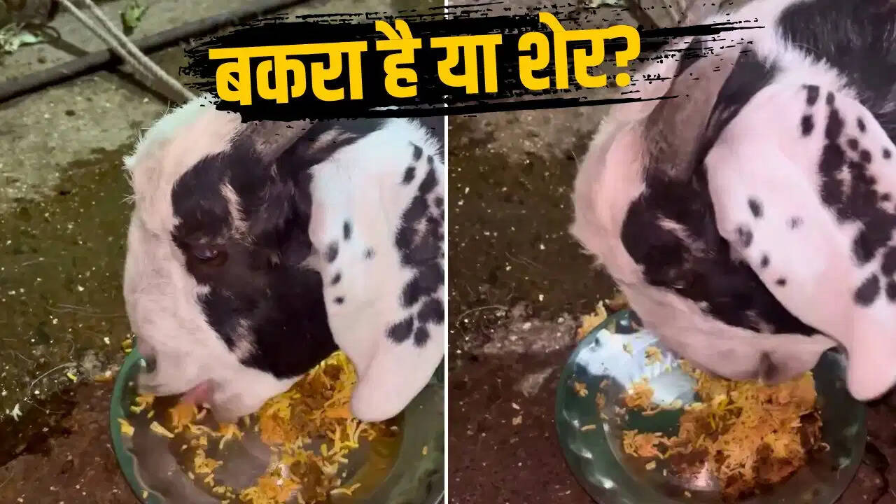 ‘नॉन-वेजिटेरियन बकरा’ का दावा, बिरयानी खाते दिखा तो लोग हैरान
