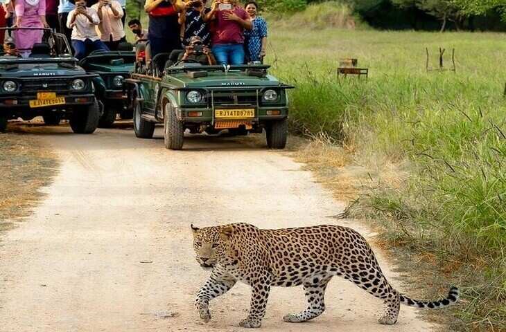 राजस्थान की राजधानी के बीचोंबीच बसा है झालाना लेपर्ड सफारी पार्क, वीडियो में वर्चुअल सैर के बाद आप भी बना लेंगे घूमने का मन&nbsp;