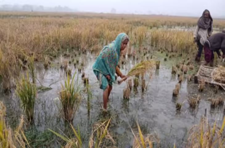 पटना के इस इलाके में डेढ़ सौ बीघा फसल बर्बाद, रासायनिक पानी का बुरा असर बता रहे किसान
