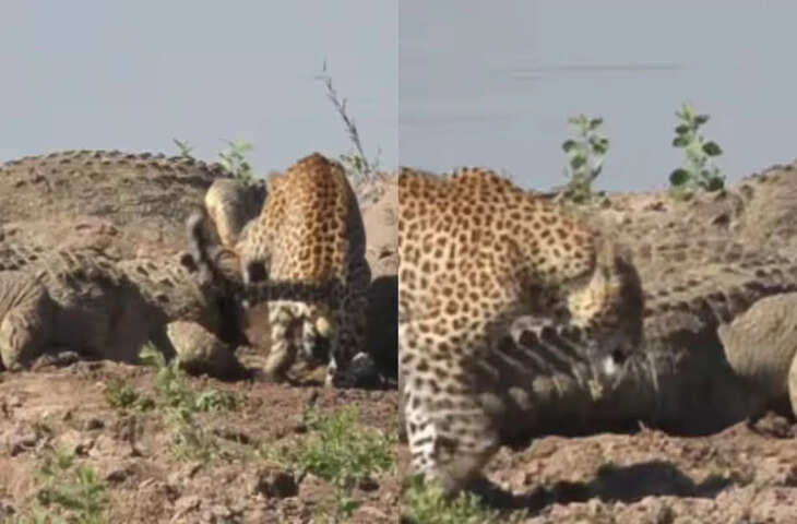 5 मगरमच्छों से अकेला भिड़ गया तेंदुआ और मुंह से छीन लिया निवाला, नजारा देख दंग रह गए लोग