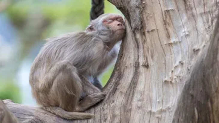 250 महिलाओं से अश्लील इशारे करने वाले नशेड़ी बंदर को उम्रकैद, मिर्जापुर में 'कालिया' का था आतंक