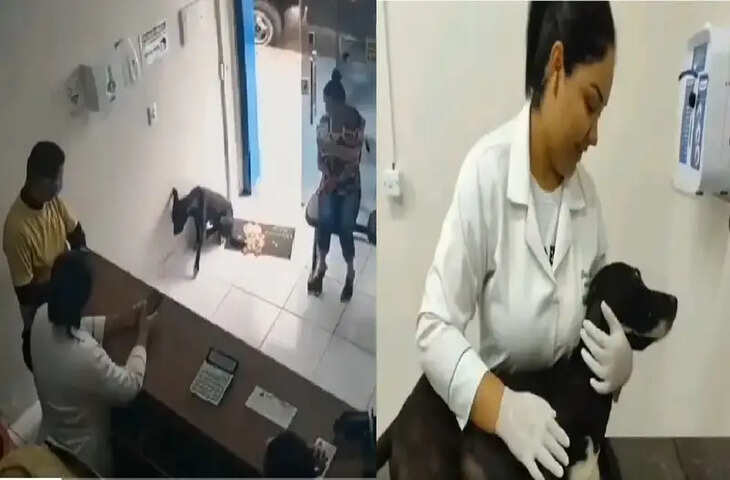  बुरी तरह घायल था कुत्ता, खुद से चलकर पहुंचा अस्पताल, CCTV कैमरे में रिकॉर्ड हुआ यह Video