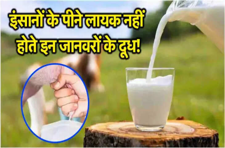 &ldquo;हर दूध सेहतमंद नहीं होता&rdquo;: कुछ जानवरों का दूध क्यों हो सकता है खतरनाक?