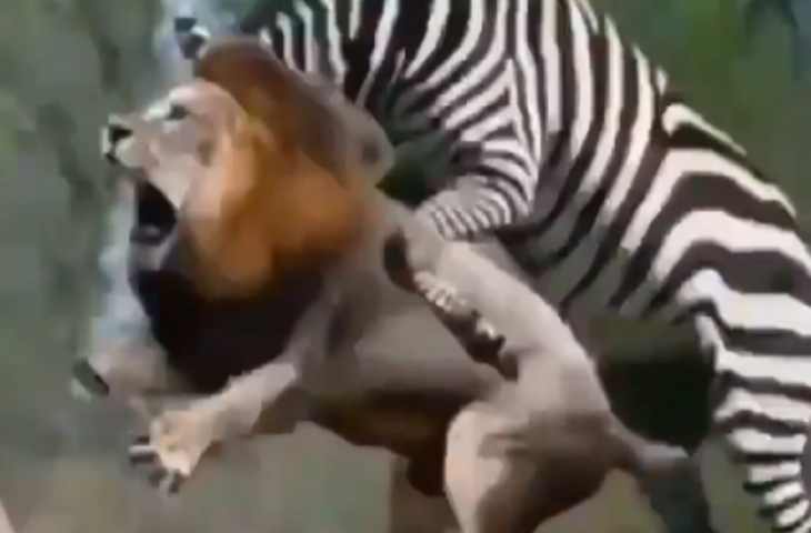 जेबरा का शिकार करने की कोशिश कर रहा था शेर, वीडियो में देखें फिर जानवर ने कैसे सिखाया जंगल के राजा को सबक