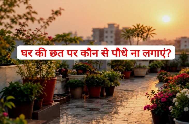वास्तु शास्त्र के अनुसार घर की छत पर लगे कुछ पौधे सिर्फ और सिर्फ मुश्किलें ही बढ़ाते हैं। जानें आखिर घर की छत पर कौन सा पौधा लगाने से बचना चाहिए?