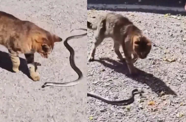 Viral Video : बिल्ली मौसी को सांप से पंगा लेना पड़ा भारी, अगले ही पल जो हुआ उसे देखकर उड़ जाएंगे होश