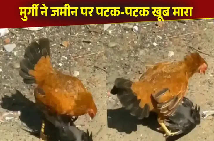 मुर्गे को कौवे की आवाज पर आया ऐसा गुस्सा, जमीन पर पटक-पटक खूब मारा